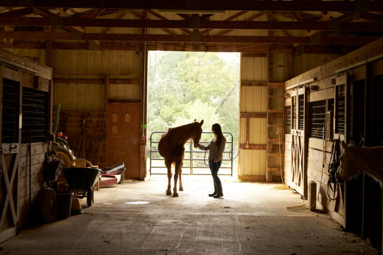 Как вывести цыганскую упряжную в horse haven